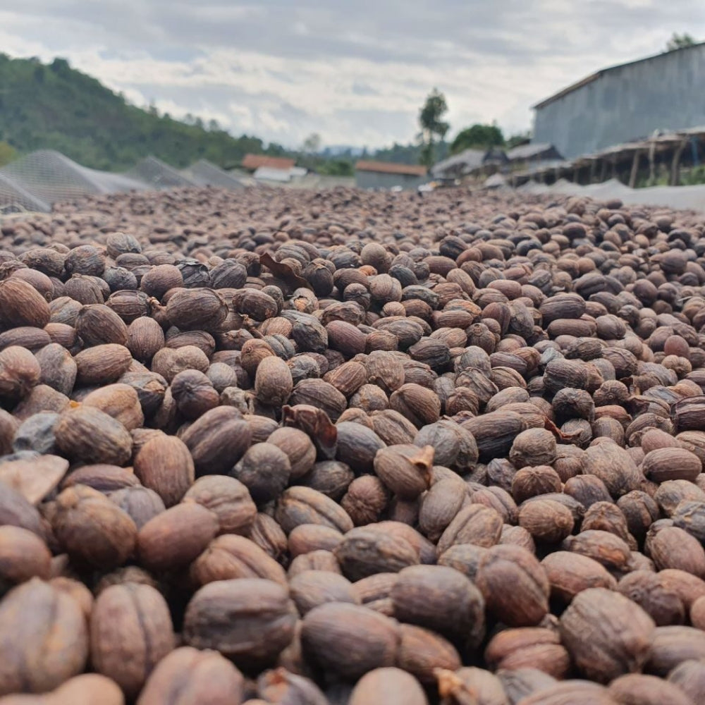 Fair Trade Bio Zrnková káva Etiopie Sidamo 500 g